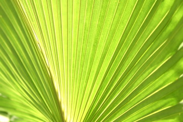 palm leaf background