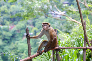 Fototapeta premium Macaque Monkey sitting on tree. Amusing monkeys. Wildlife on Shri Lanka.