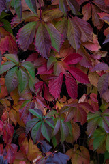 Red-green autumn ivy winds beautifully around the fence. Background for autumn photos on a background of green greenery.