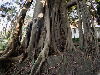roots in the forest