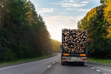 back view of long heavy industrial wood carrier cargo vessel truck trailer with big timber pine,...
