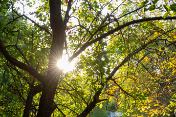 Fototapeta premium The sunlight passes beautifully through the autumn leaves