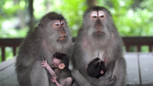 Two mothers monkeys talk and keep in hands their little cute babies. Wildlife in Bali, Indonesia. Sacred Monkey Forest in Ubud.