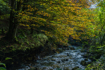 Escena de un haya en Otoño sobre la corriente de un rio 