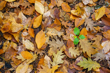 A stalk with three green leaves grows out of the ground above the dry autumn leaves