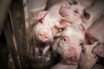 Young pigs in hog farms, Pig industry