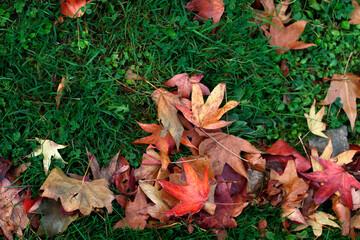 Ground full of autumn leaves