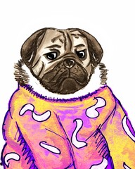 sad pug in sweater illustration. favorite pets. animals in clothes. funny dog. Hand drawn 