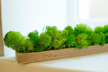 green moss in wooden box on the white background