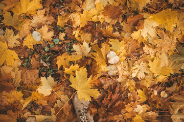 maple leaves background, autumn in Saint Petersburg