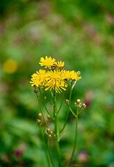 Obraz premium Lapsana communis, the common nipplewort