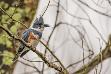 Belted Kingfisher bird perched on tree branch in woods in autumn