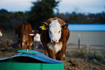 Hereford calves by mineral feeder on beef cow farm during winter.