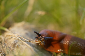 Nacktschnecke