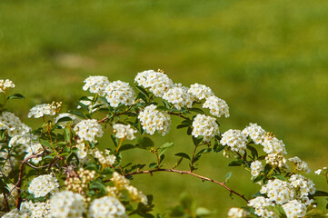 Macro bush of small white flowers on a branch. 