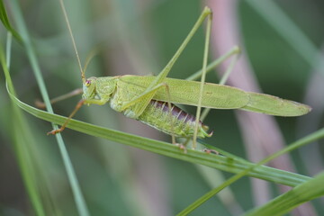 Heuschrecke Gottesanbeterin Grashüpfer