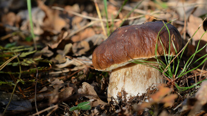 Mushroom in the fall rorest. Forest magic 