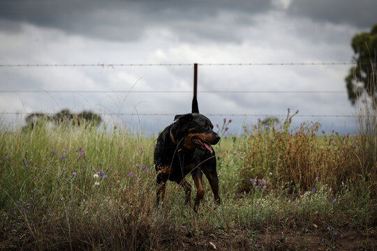 Female rottweiler dog standing in long grass while walking on country farm