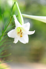 Fototapeta premium 公園に咲く白いユリの花