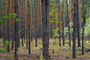 Autumn forest landscape with pines and birches 