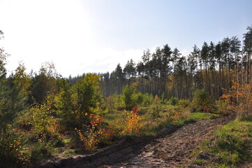 forest in autumn