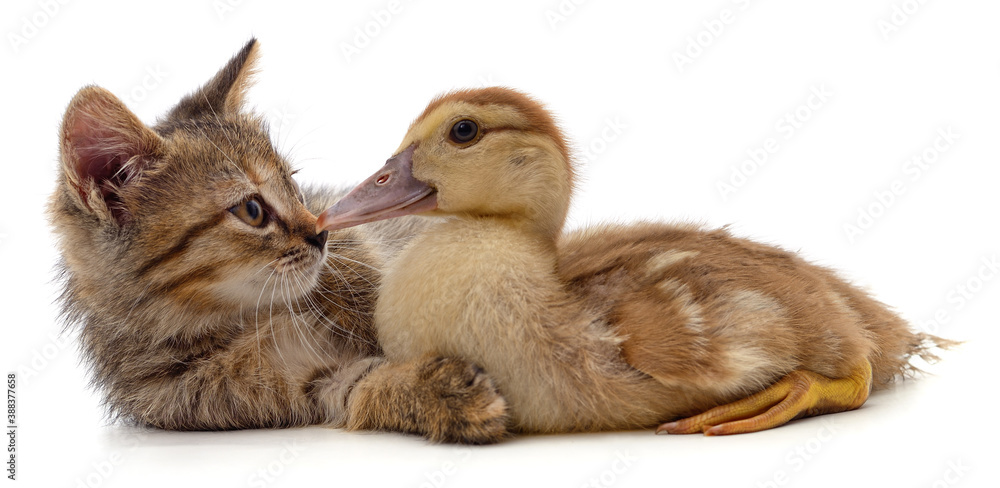 Sticker kitten and duckling.