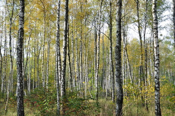 birch forest in autumn 