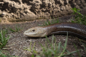 snake or lizard.
Burton's legless lizard: Lialis burtonis
its characteristics: possessing eyelids & possessing external ear openings
close up of legless lizard
closeup reptile
animals, animal wildlife