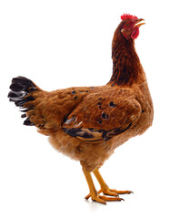 One brown chicken.