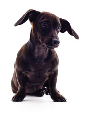 One black dachshund.