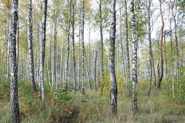birch grove in the forest
