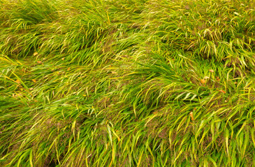 Green-yellow grass. Natural green background. Grass texture on the meadow. Abstract outdoor concept.