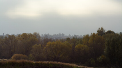 Autumn landscape tree with yellow fall leaves 