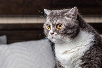 Beautiful young British gray cat on the bed and looks away.