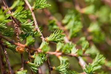 Fototapeta premium Fresh budding needle-like leaves of Larch in spring. National park. Background