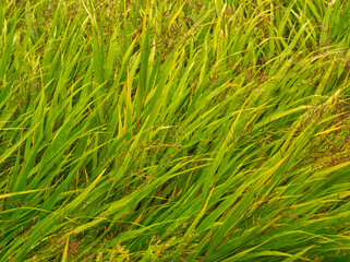 Green grass. Natural green background. Grass texture on the meadow. Abstract outdoor concept.