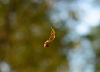 Falling leaves on blurred background. Leaf on spider silk