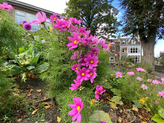 Pink flowers, set amongst wild greenery, on Cowpasture Road, Ilkley, UK