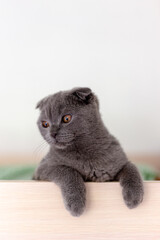 Scottish fold gray cat with fluffy paws