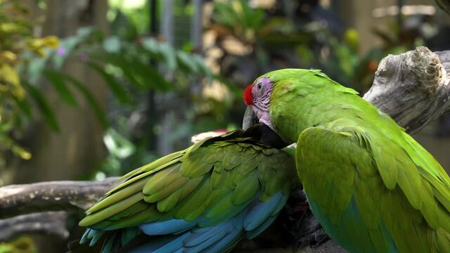 Two great green macaw parrots (Buffon's macaw) are in the Bali Bird Park. One of them cleans another's feathers. Close up shot.