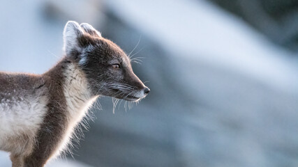 Arctic fox (vulpes lagopus) side profile