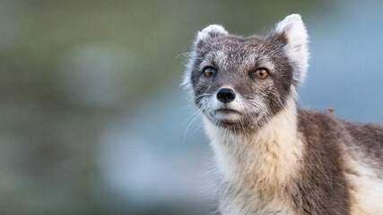 Arctic fox (vulpes lagopus) interested