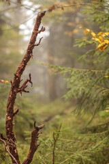 autumn in the forest