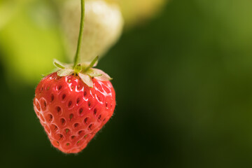 Red strawberry on a green background