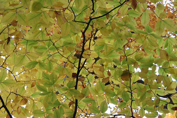 Green and Yellow leaves