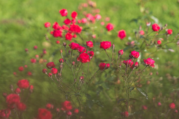 Obraz premium Blooming tiny red roses. Shrub me on a green background.