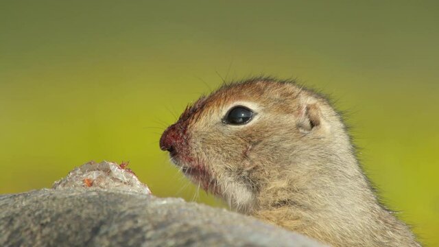 Arctic ground squirrel feeding on dead fish, Alaska, USA