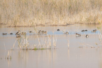 reeds in the lake