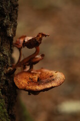 mushroom on a tree