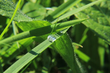 leaf with dew drops